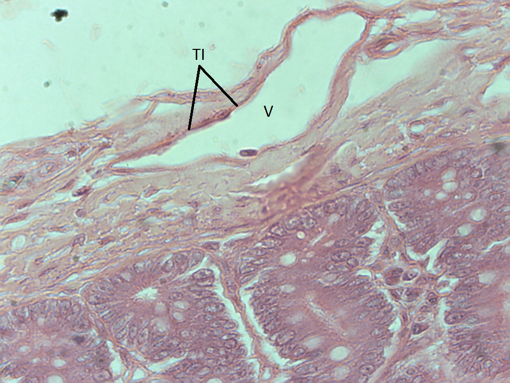 Venules, 40X Histology